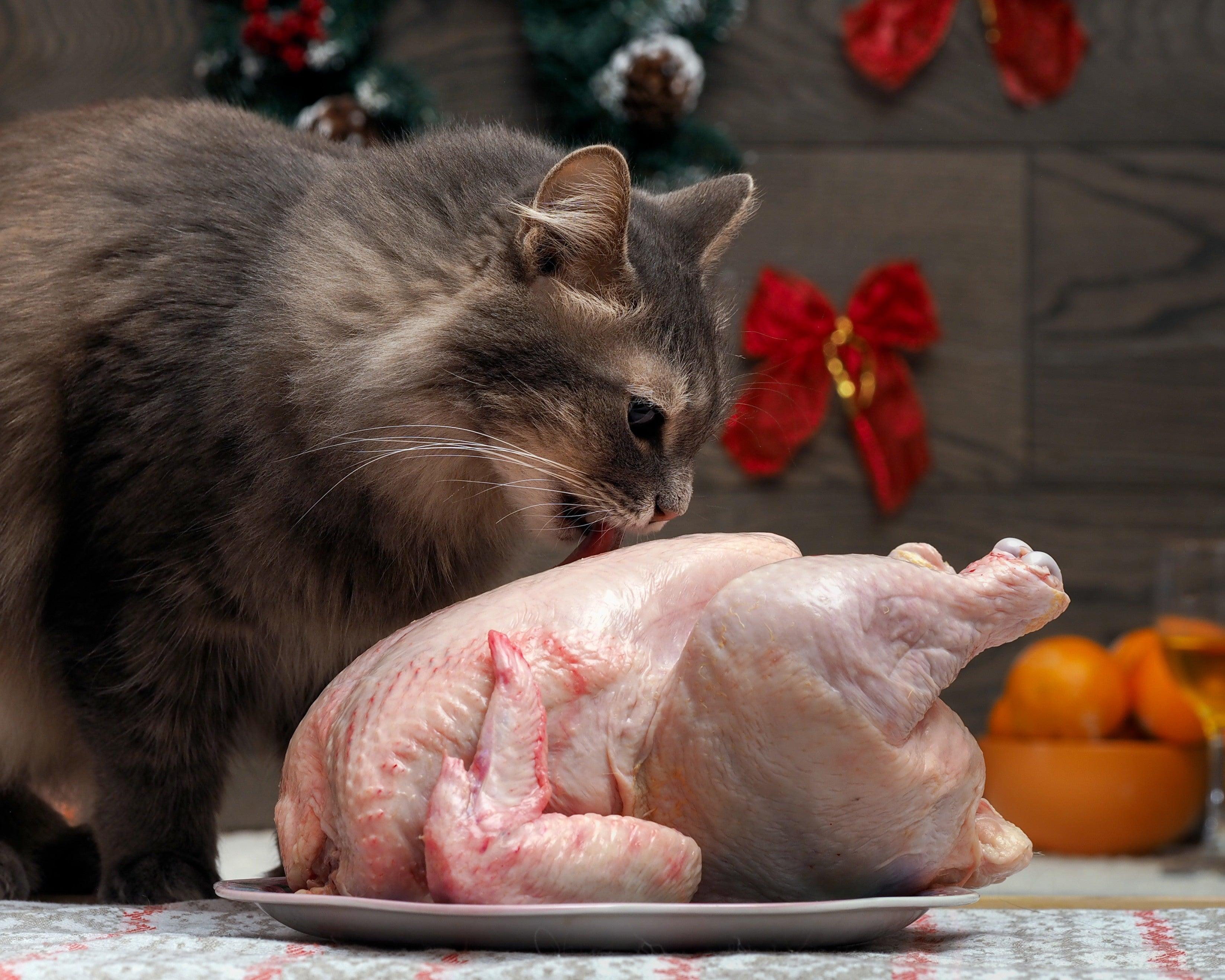 Can kittens have cheap raw chicken