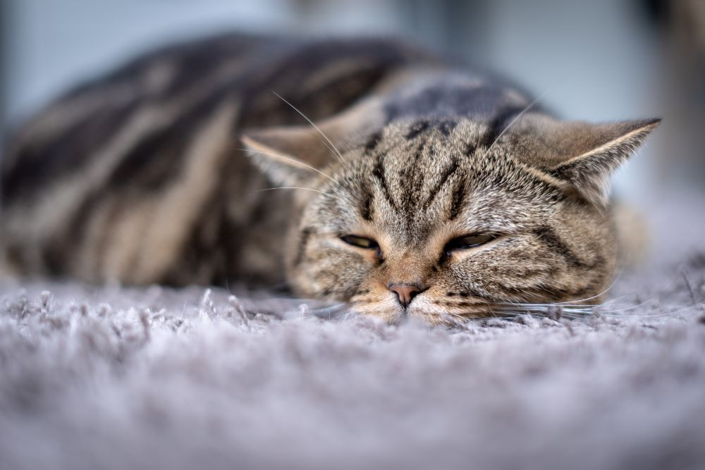 Cat hidden health issues
