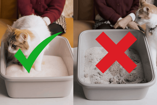 Silica litter vs Clay litter