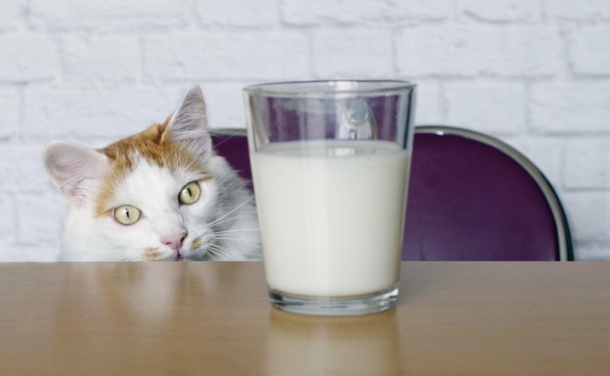 Can Cats Drink Milk The Truth Behind The Controversy Genius Litter