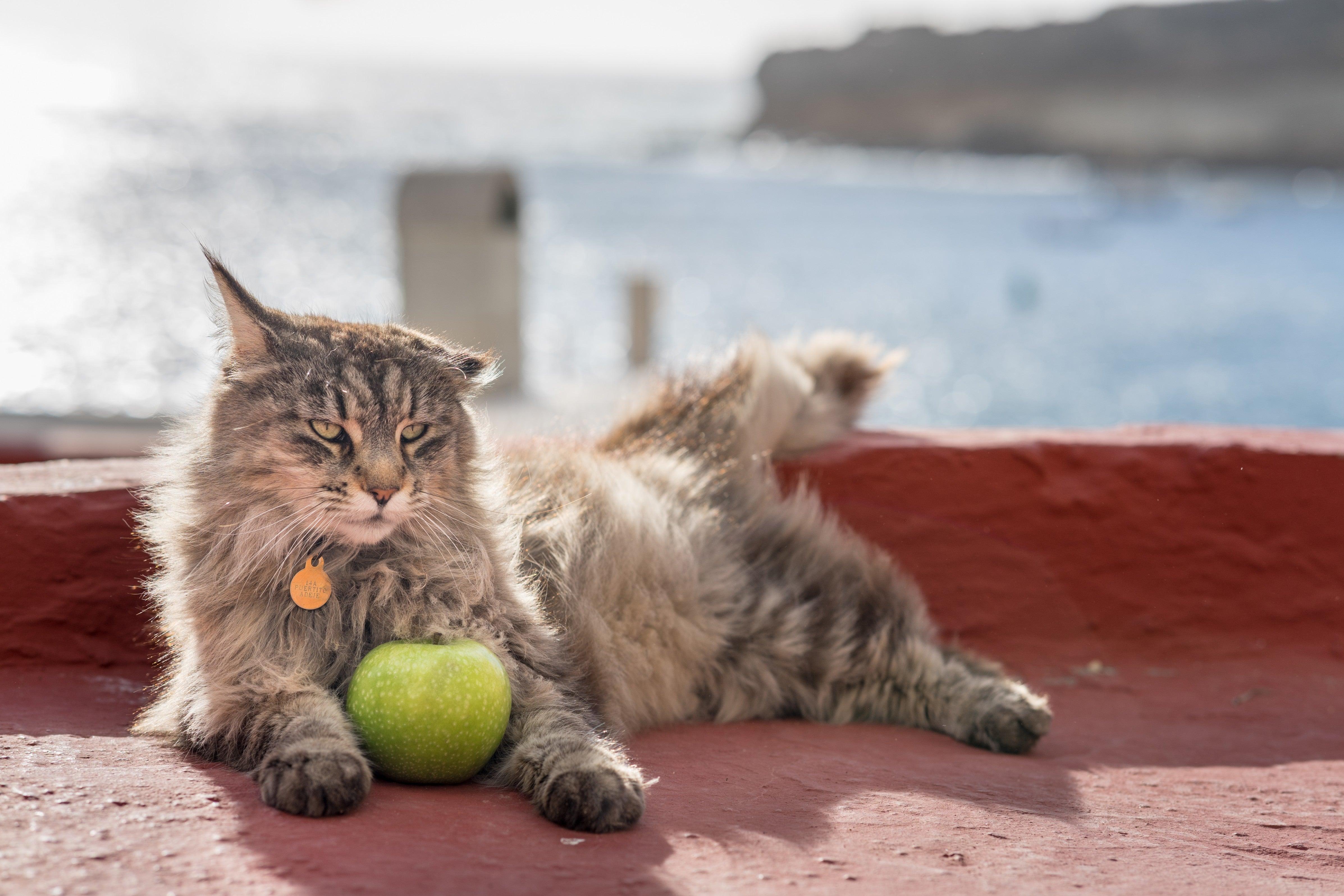 Do cats eat outlet apples