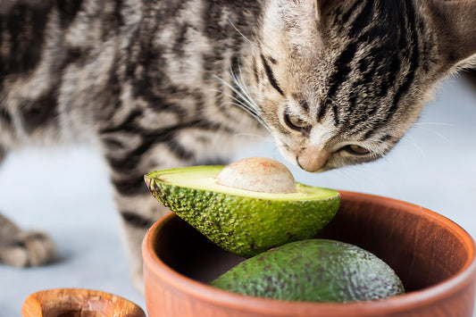 Can Cats Eat Avocado? A Feline Fruit Debate! - Genius Litter