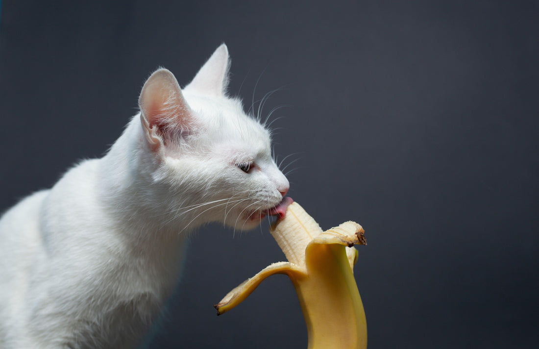 Can Cats Eat Bananas? Find Out The Truth! - Genius Litter
