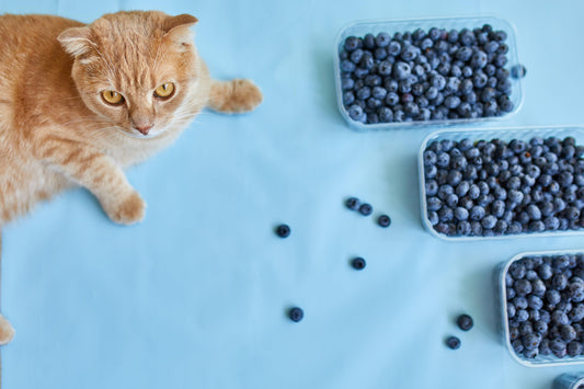 Can Cats Eat Blueberries? A Comprehensive Answer For Cat Lovers - Genius Litter