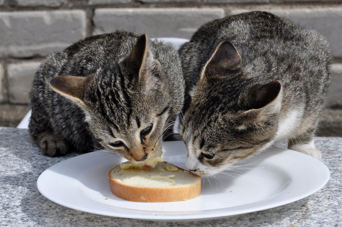 Can Cats Eat Bread? A Cat Lover's Guide to Feline Nutrition - Genius Litter