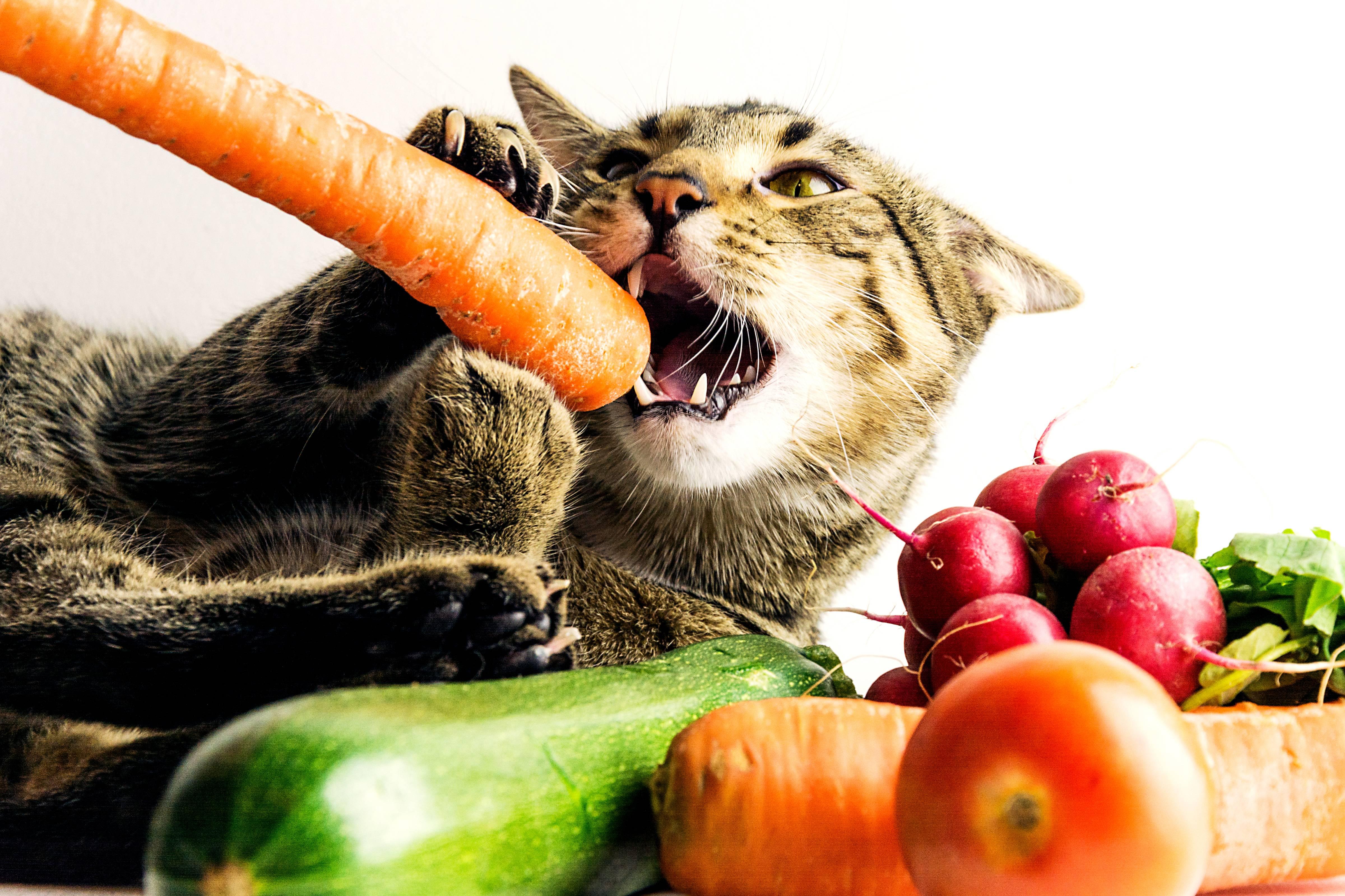 What cat shop eats in veg