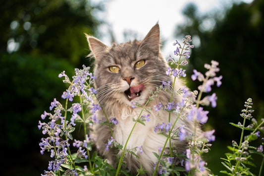 Can Cats Eat Catnip? The Reality About This Crazy Feline Treat - Genius Litter