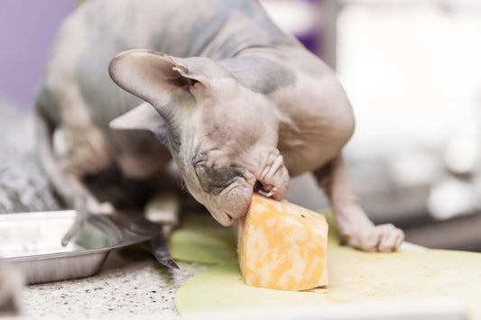 Can Cats Eat Cheese? An Investigation Into Feline Dietary Habits - Genius Litter