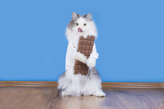Can Cats Eat Chocolate? The Pros, Cons, and Dangers - Genius Litter