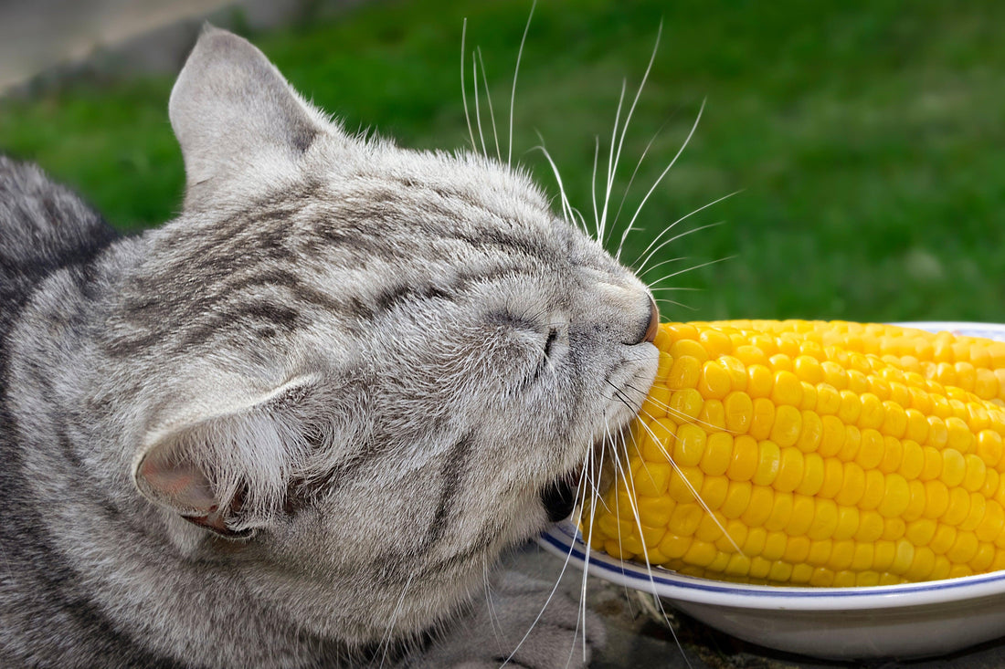 Can Cats Eat Corn? A Fact About Our Furry Friends' Diets! - Genius Litter