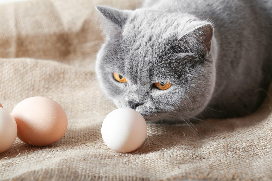 Can Cats Eat Eggs? A Comprehensive Guide - Genius Litter