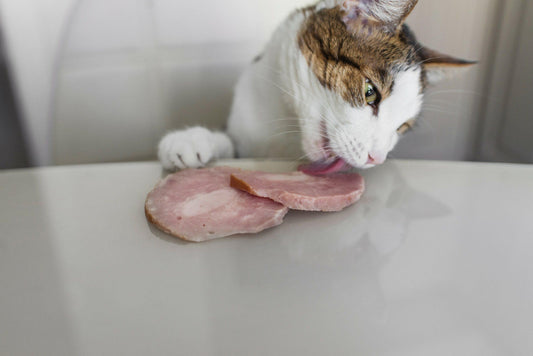 Can Cats Eat Ham? The Debate You Need To Know! - Genius Litter