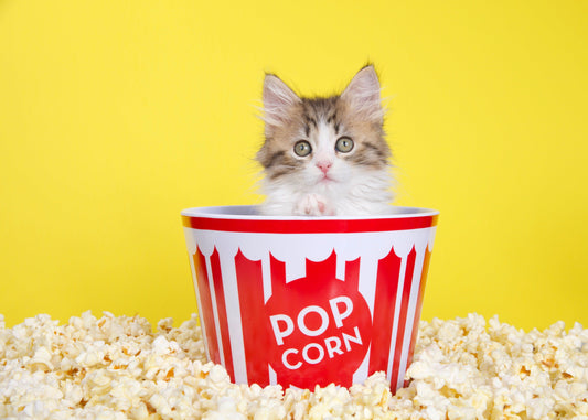 Can Cats Eat Popcorn? Find Out The Truth! - Genius Litter