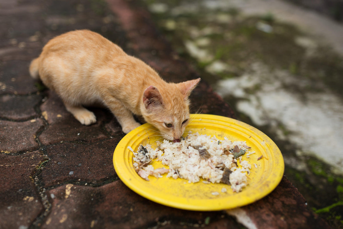 Can Cats Eat Rice? The Verdict Is In! - Genius Litter
