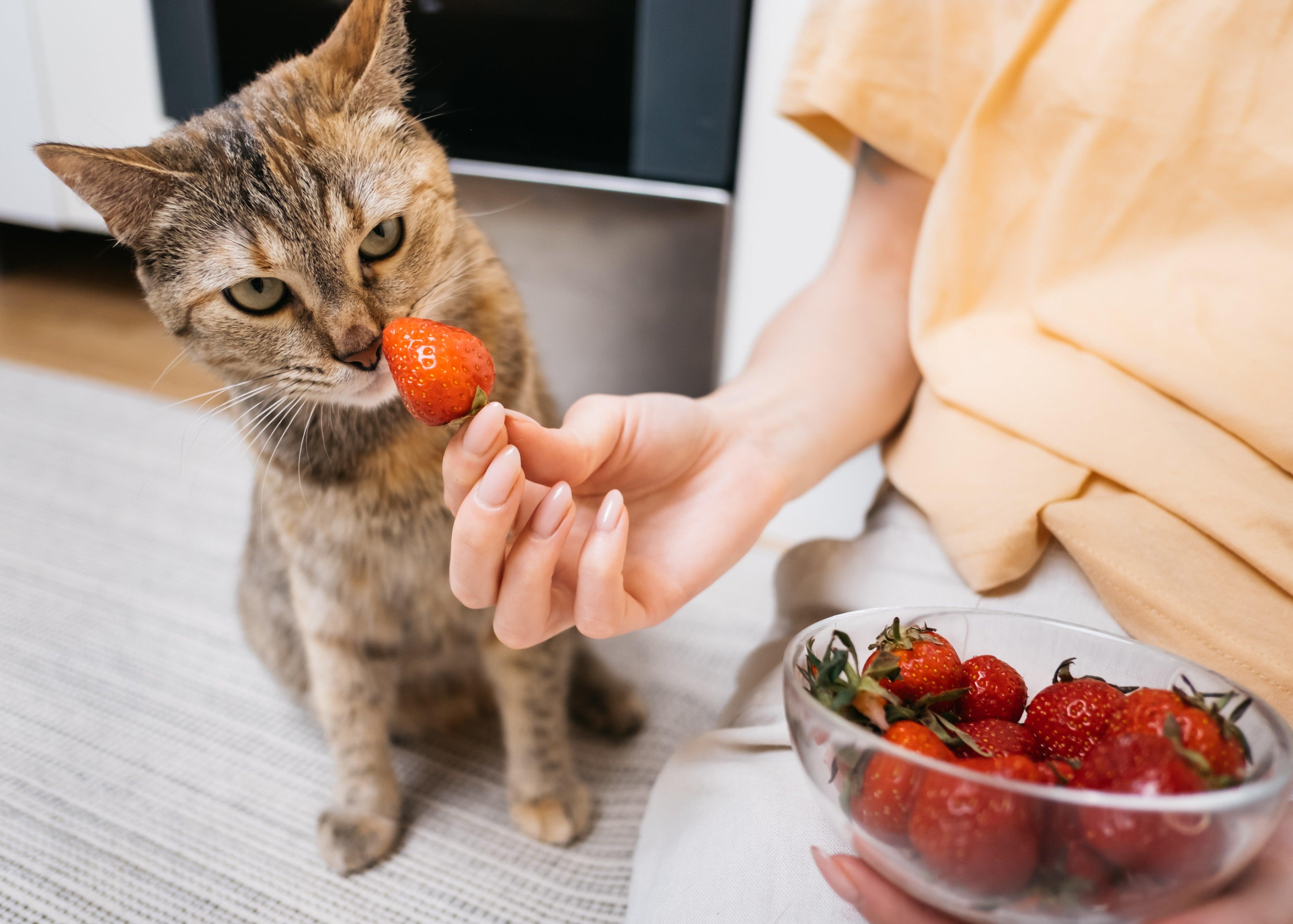 What kind of outlet fruit can cats eat