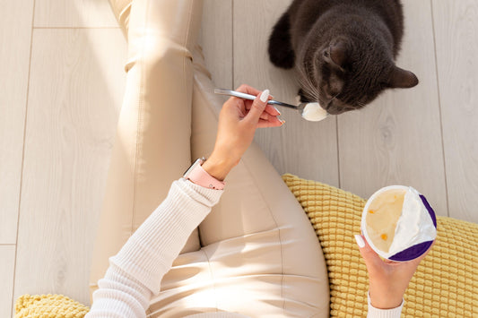 Can Cats Eat Yogurt? A Delicious But Controversial Snack! - Genius Litter