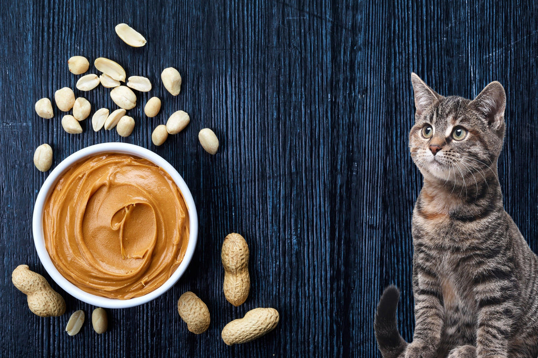 Can Cats Have Peanut Butter? The Truth Revealed - Genius Litter