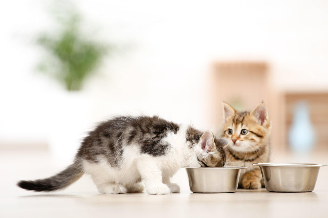 How To Choose The Best Kitten Food For Your Feline Friend - Genius Litter
