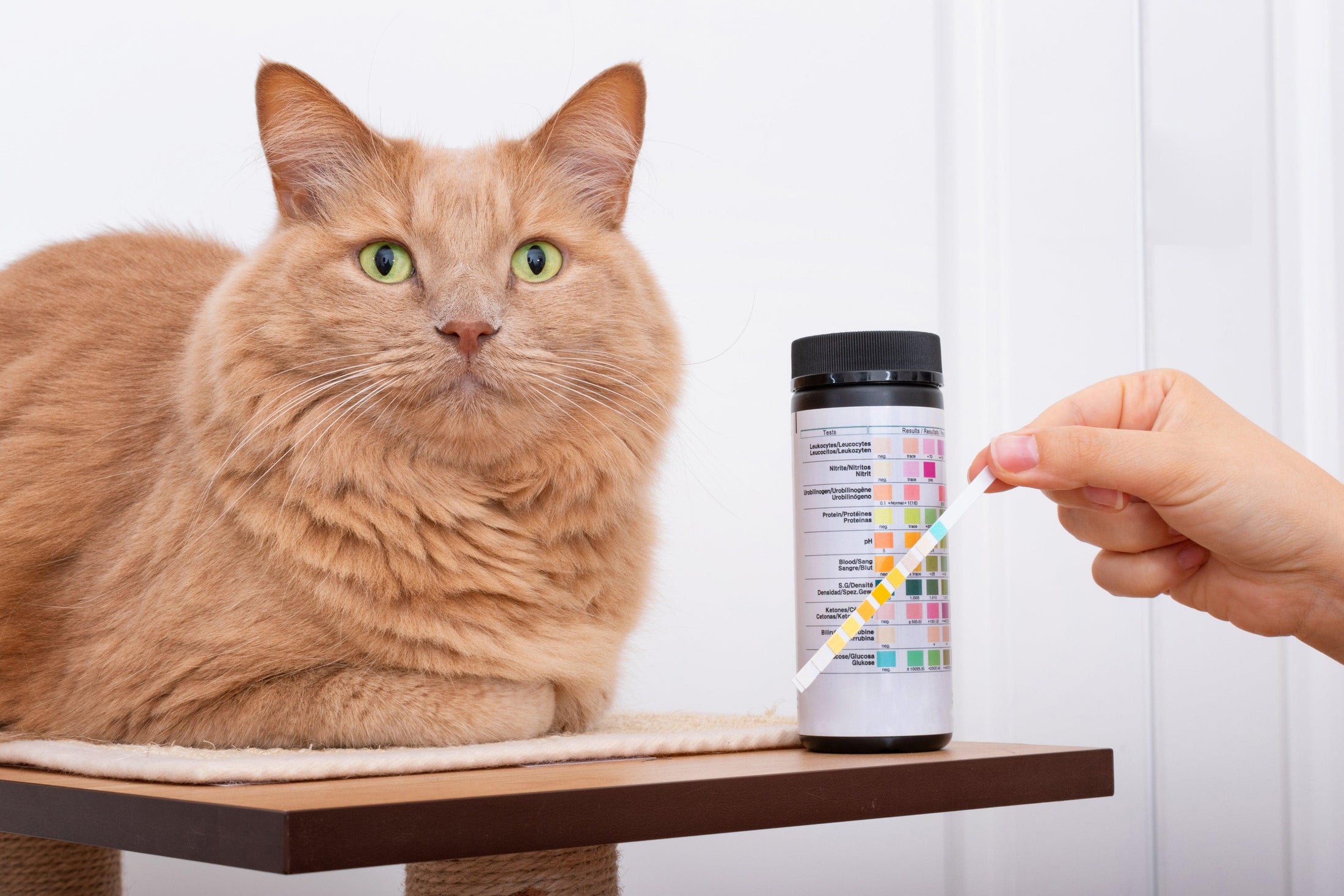 Urinary Tract Disease In Cats Causes, Symptoms & Treatment Genius Litter