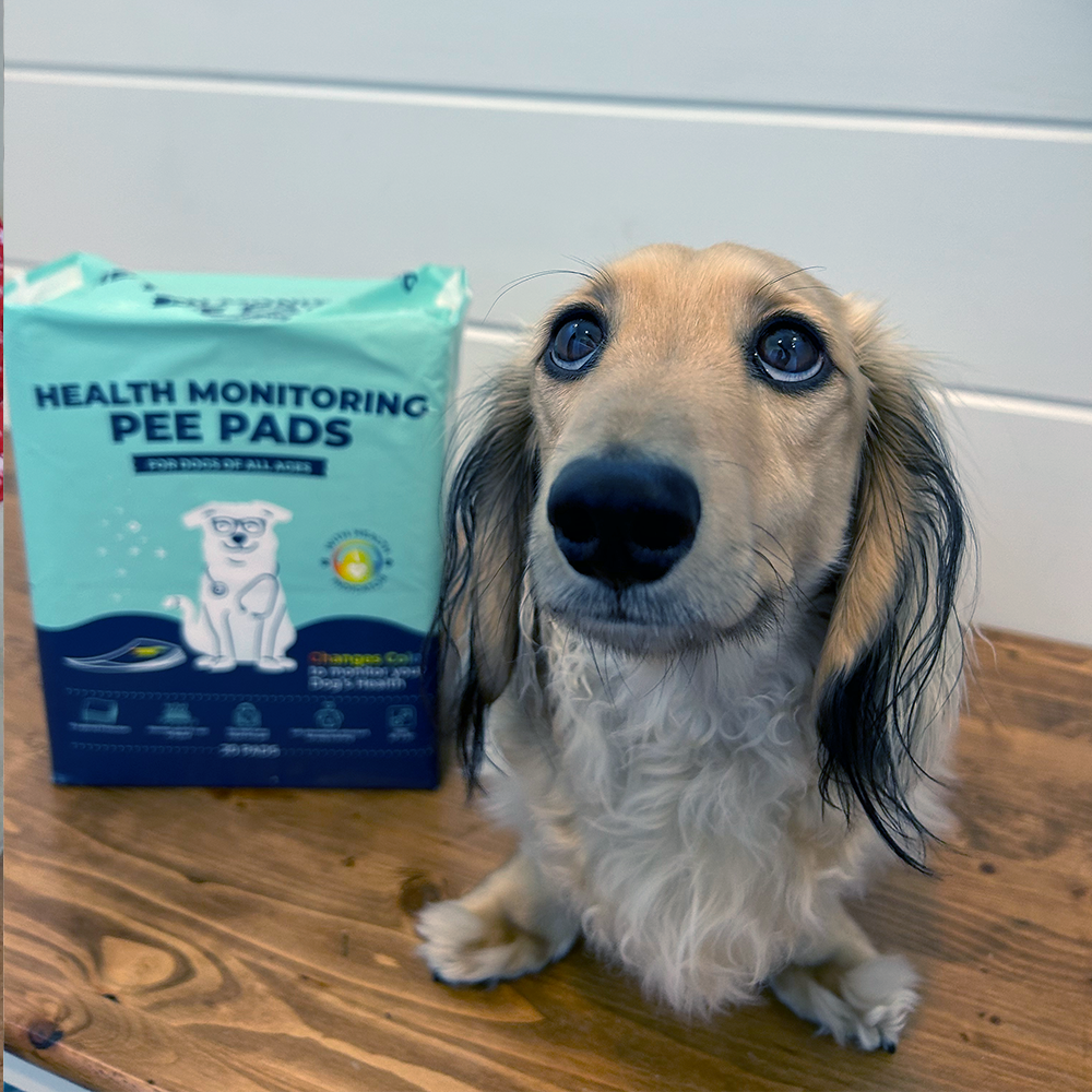 Health Monitoring Pee Pads for Dogs | Genius Litter